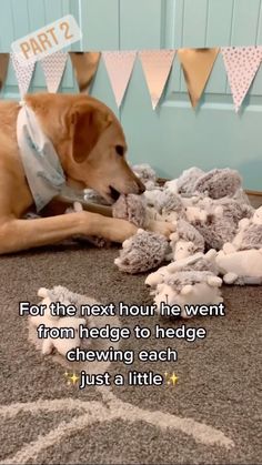 a brown dog chewing on a pile of stuffed animals with a quote below it that reads, for the next hour he went from hedge to hedge