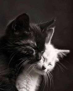 a black and white cat laying down with its eyes closed