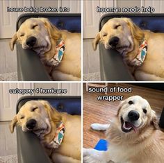 Cute Fluffy Puppies, Dog Jokes, Cute Animal Memes, Cute Memes, Funny Animal Memes, Dog Memes, Cute Little Animals, Funny Animal, Animal Memes