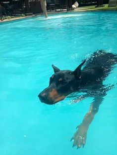 a black and brown dog swimming in a pool with his head above the water's surface