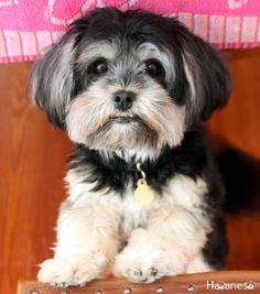 a small black and white dog sitting on top of a wooden chair