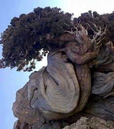 a tree that is growing out of some rocks