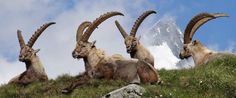 four mountain goats sitting on top of a grassy hill