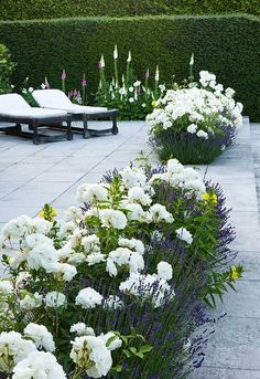 white flowers line the walkway in front of a hedge and lounge area with chaise lounges