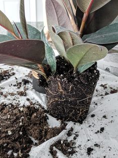 a potted plant sitting on top of a pile of dirt