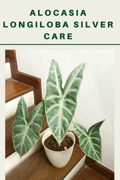 Alocasia Longiloba Silver Care Alocasia Longiloba, Elephant Ears, Ornamental Plants, Plant Care, To Grow, Soil, Planting Flowers, Plants, Silver