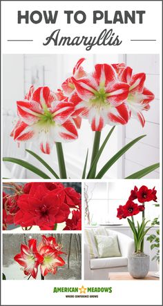 how to plant amaryllis