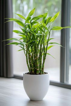 a potted plant sitting on top of a wooden table next to a large window