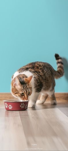 a cat eating out of a red bowl on the floor next to a blue wall