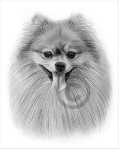 a pencil drawing of a pomeranian dog