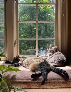 two cats laying on top of a window sill