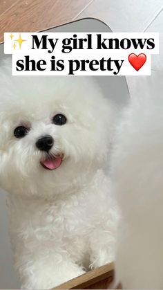 a small white dog sitting on top of a wooden table next to a mirror with its tongue hanging out