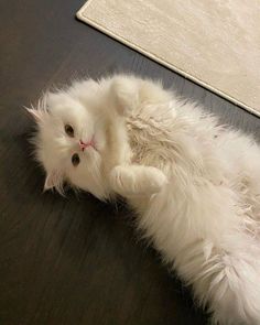 a fluffy white cat laying on the floor with its eyes open and it's tail curled up