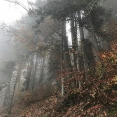 foggy forest with trees and leaves on the ground