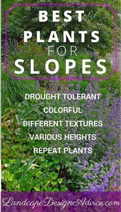 the words best plants for slopes are in front of a garden with purple flowers and green foliage