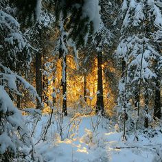 the sun is shining through the trees in the snow