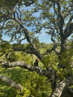 a man sitting on top of a tree in the middle of a green grass covered field