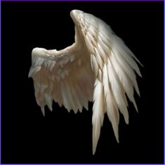 an angel wing on a black background