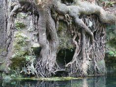 an old tree that is growing out of the water