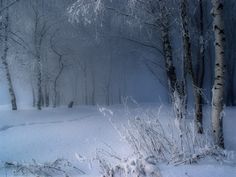 a snowy forest with trees and bushes covered in snow