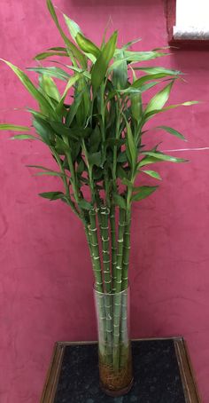 a tall bamboo plant in a glass vase on a table next to a pink wall