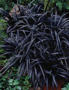 black foliage in the middle of a garden