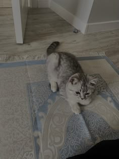 a grey and white cat sitting on top of a rug