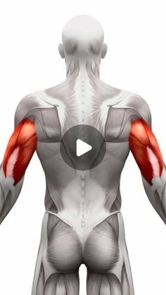 the muscles are highlighted in this image with an arrow pointing to their left shoulder and right arm