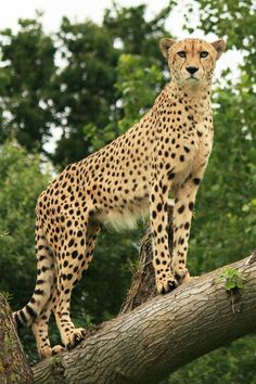 a cheetah standing on top of a tree branch in front of some trees