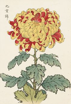 an illustration of a yellow and red flower