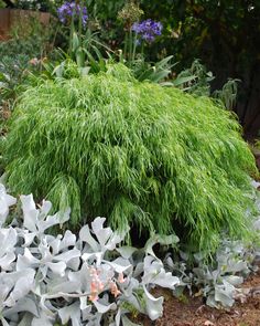 some very pretty green plants in the grass