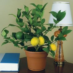 a potted lemon tree sitting next to a lamp on top of a wooden table