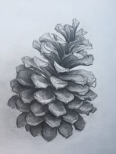 a pencil drawing of a pine cone