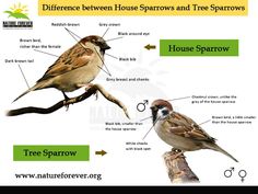 the differences between house sparrows and tree sparrows are shown in this graphic above