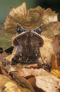 a close up of a bug on leaves in the ground with it's eyes closed