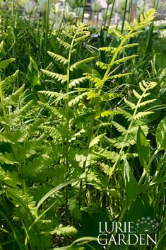 some very pretty green plants in a big grassy field with the words lurie garden on it