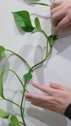 two hands reaching for a plant with green leaves