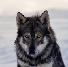 a close up of a wolf in the snow