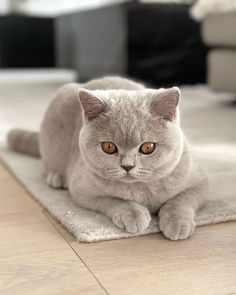 a grey cat laying on top of a white rug