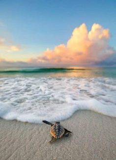 a sea shell on the beach with waves coming in to shore and clouds above it