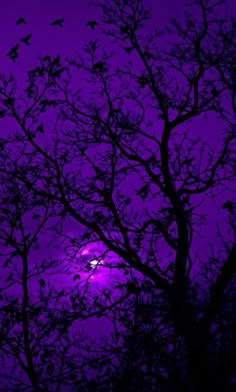 the moon is seen through the branches of a tree at night with purple hues