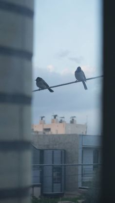 two birds sitting on top of a wire with buildings in the background