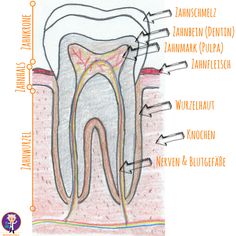 Gesunde Zähne | Forschen & bloggen für Kinder Medical School Studying, German Language Learning, German Language, Medical School, Language Learning, Medical