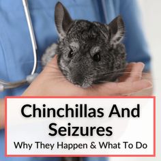 a person holding a small rodent in their hands with the caption, chinchillas and seizeurs why they happen &