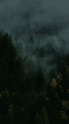 the sky is very dark and foggy as it rises above the trees in the forest