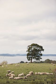 a herd of sheep laying on top of a lush green field next to a tree