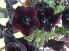 purple flowers are growing in a pot outside