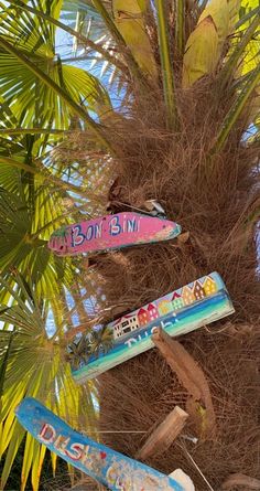 there are many surfboards stuck in the palm tree