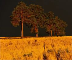 three trees stand in the middle of a grassy field at night with bright lights shining on them