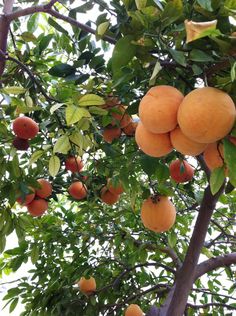 several oranges hanging from a tree with leaves and fruit on it's branches